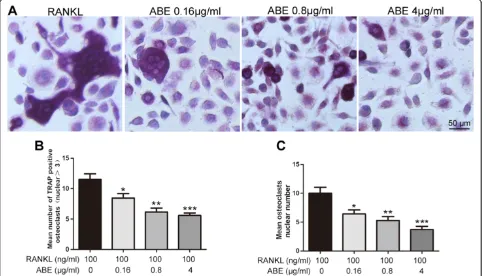 Figure 9 ABE regulates the expression of RANKL and OPG in bone marrow mesenchymal stem cells (BMSCs)