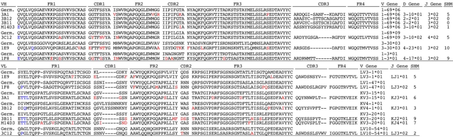 Fig. 1 shows the amino acid sequences of these clones. Three different germ-line sequences from the variable region of the heavy chain (VH) and six different germ-line sequences from the variable region of the light chain (VL) are represented