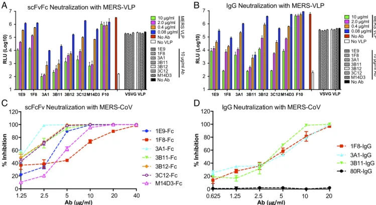 Fig. 2. Neutralization with MERS-VLPs (A and B) or live virus (C and D). Serially diluted scFvFc (A) and IgG1 (B) were tested with MERS-VLPs