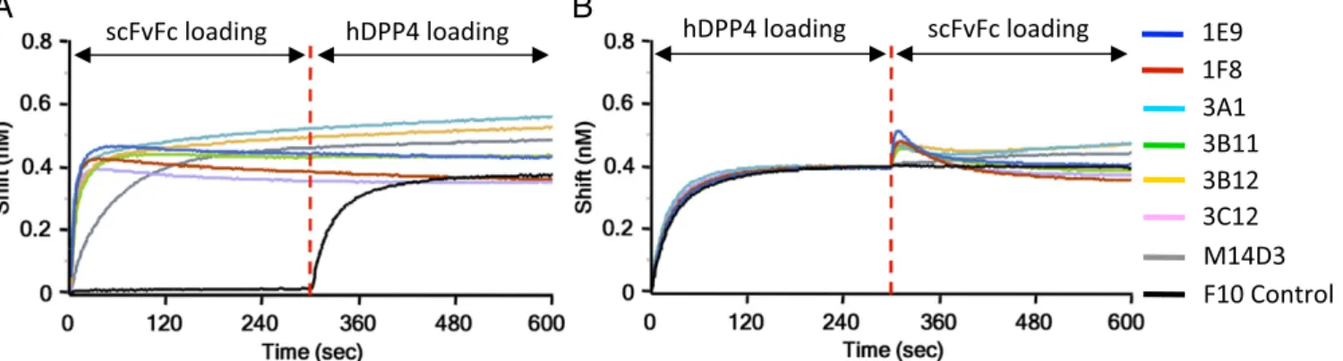 Fig. 3. Competition for binding to the MERS S RBD between anti-S1 Abs and hDPP4. Immobilized S1(349 –590)-hFc (RBD-hFc) was saturated with 100 nM of scFvFc (A) or hDPP4 (B), and the RBD sensors then were exposed to hDPP4 (A) or scFvFc (B)