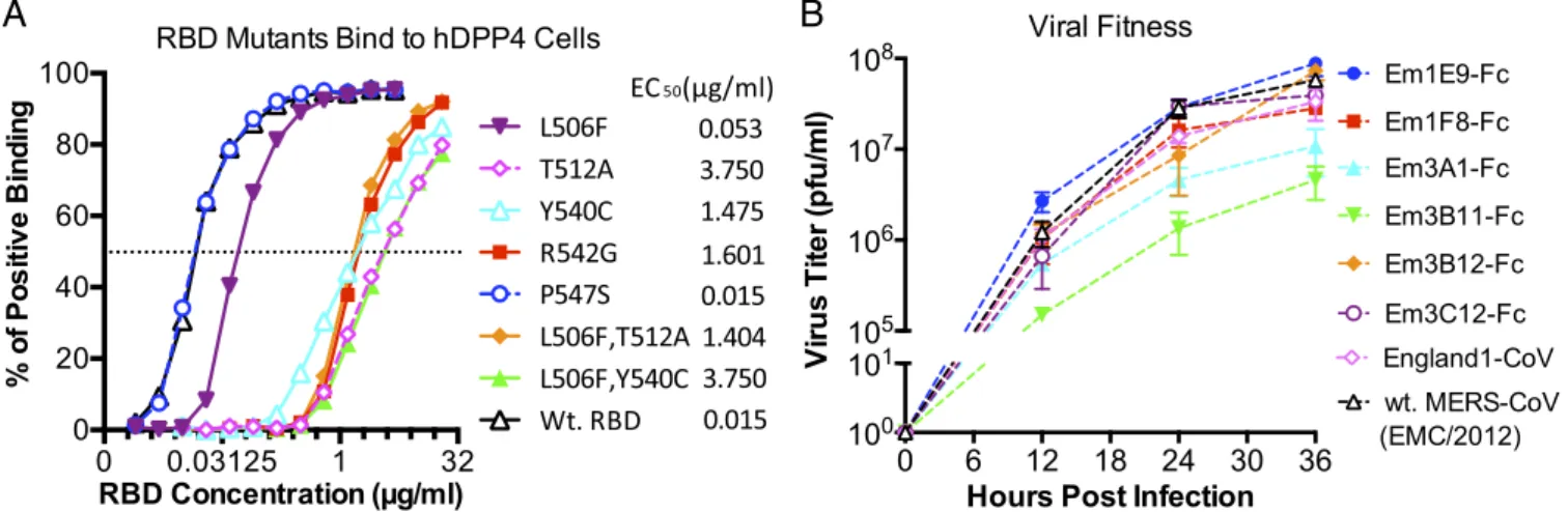 Fig. 5. Characterization of RBD mutants. (A) Analysis of EC 50 for the RBD mutant proteins binding to 293T-hDPP4 cells