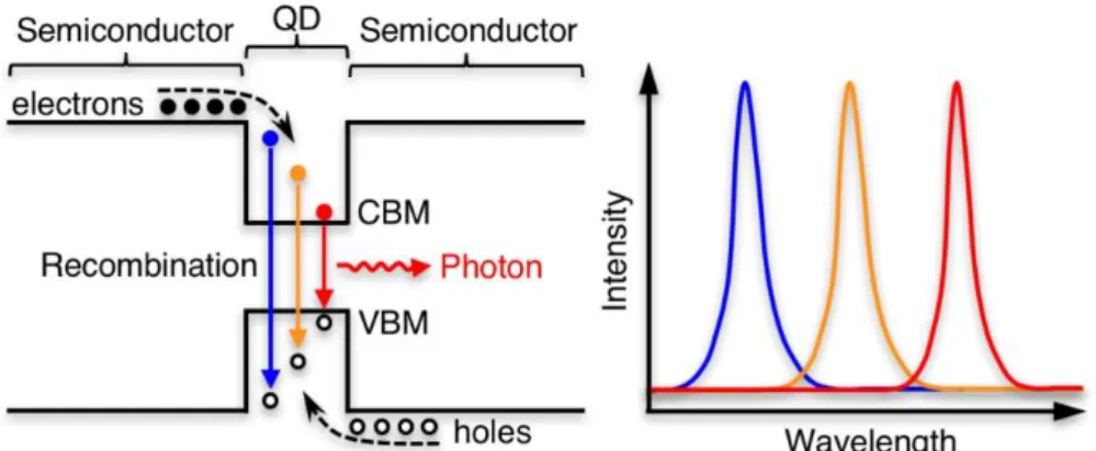 Figure 1.3 | Schematic diagram of hot carrier dynamics in the context of QD-LEDs and how it  could affect the performance of QD-LEDs