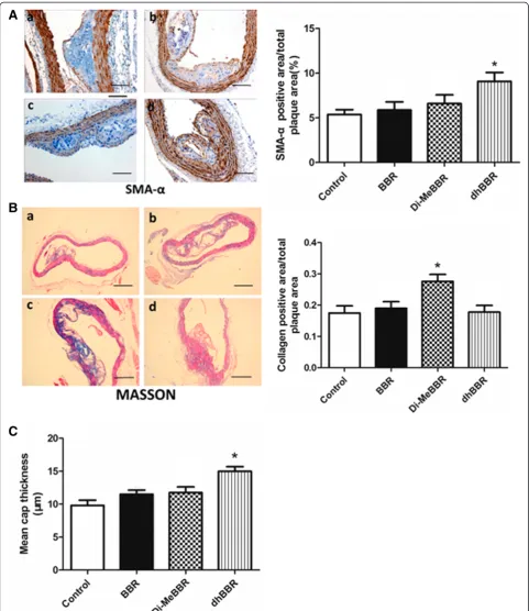 Figure 8 Effects of berberine and its derivatives onApoE500 α-SMA and collagen content and fibrous cap thickness in atherosclerotic plaques.−/− mice were fed with the Western diet for 16 weeks and then treated with BBR (B) or its derivatives, Di-MeBBR (C) 
