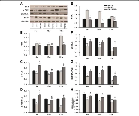 Figure 6 Effects of resveratrol on the expressions of proteins responsible for SR Camean ± SEM.2+ load and sarcoplasmic reticulum Ca2+-ATPaseactivity (n = 3)