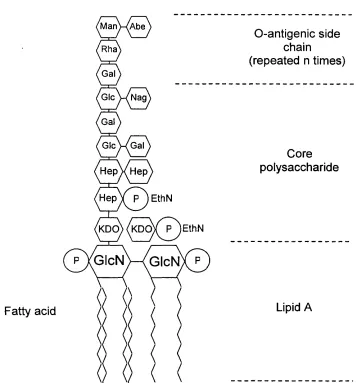 Figure 1.1 Schematic representation of the lipopolysaccharide molecule from Salmonella 