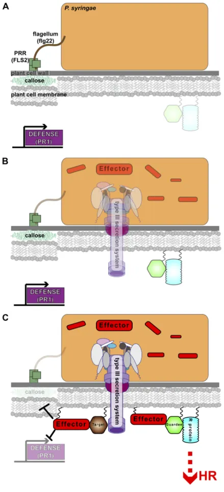Figure  1.1.  The  complex  host-pathogen interactions  involved  in  plant  immune  response