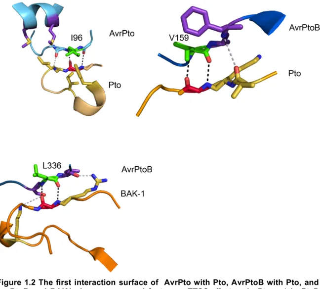 Figure 1.2 The first interaction surface of  AvrPto with Pto, AvrPtoB with Pto, and  AvrPtoB  and  BAK1  shows  conserved  features