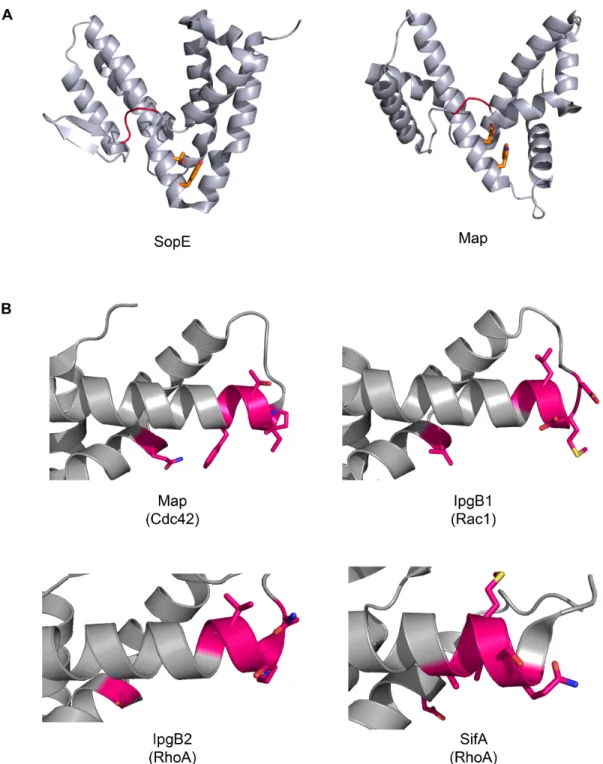 Figure 1.4.  Structural conservation exists among SopE and the WXXXE family of  TTSS effectors with target specificity for RhoGTPases arising on the α4/α6 helical  interface