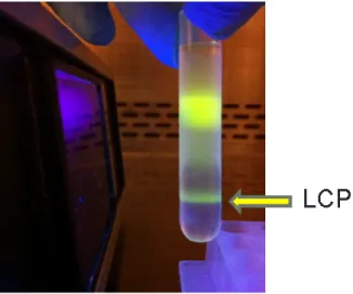 Figure 2.2 Purify LCP NPs using sucrose gradient centrifugation.  
