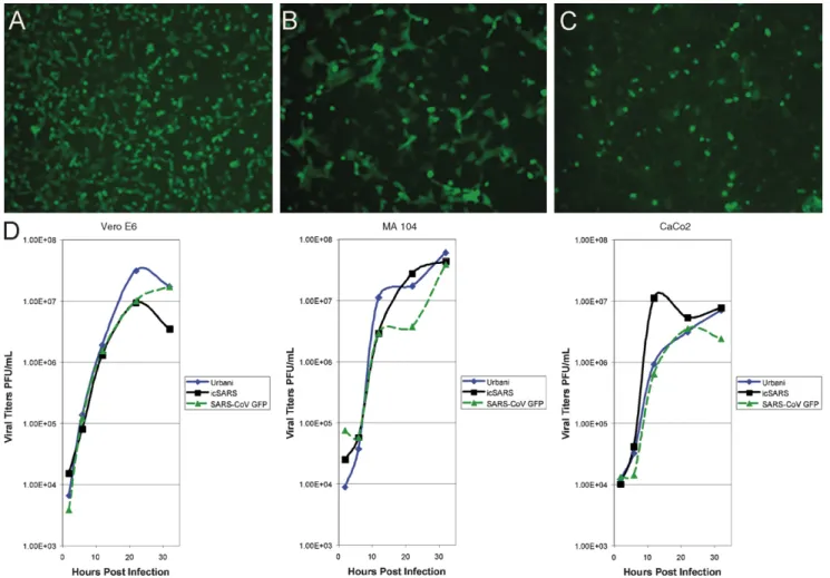 Fig. 4. Growth kinetics of Urbani, icSARS-CoV and SARS-CoV GFP in Vero E6, MA104, and CaCo2 cells