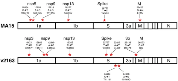 Fig. 2. Mutations found in v2163 and MA15 mouse-adapted strains of SARS-CoV compared with the Urbani strain.