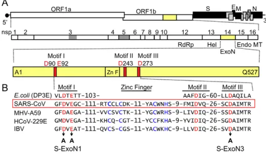 Table 1. Engineered ExoN mutations.