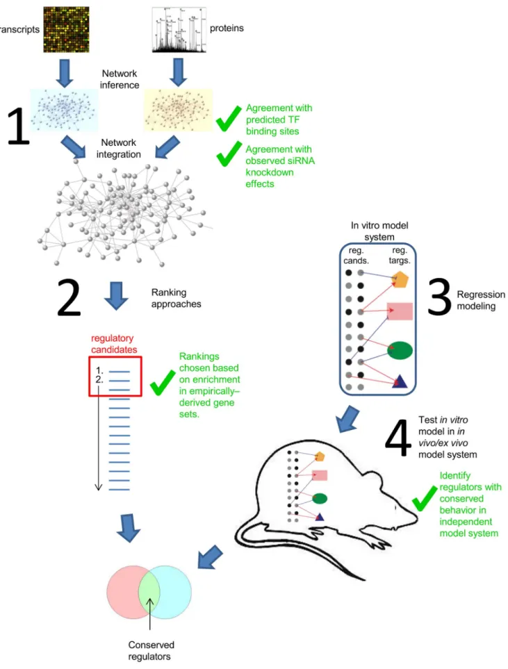 Figure 2. Workflow for prediction of conserved regulators. Step 1: Network inference. Network relationships are reconstructed from transcript and protein quantification data by finding similar expression patterns across multiple conditions