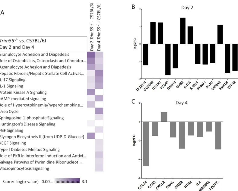 Fig 6. Transcriptional analysis. (A) A heat map showing a comparison of functionally enriched biological pathways between Trim55 -/- and C57BL/6J mice at days two and four post infection based on RNA expression levels in the lung