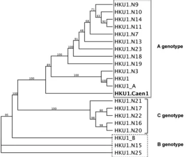 FIG. 5. Maximum likelihood cladogram of HKU1 genomes.
