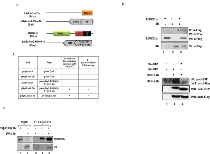 Figure 1. SARS-CoV 3b interacts with RUNX1b. A. A schematic representation of full-length 3b, pHybLexA/Zeo-3b bait plasmid, full-length RUNX1b and pYesTrp2-RUNX1b (51–421 aa) prey plasmid