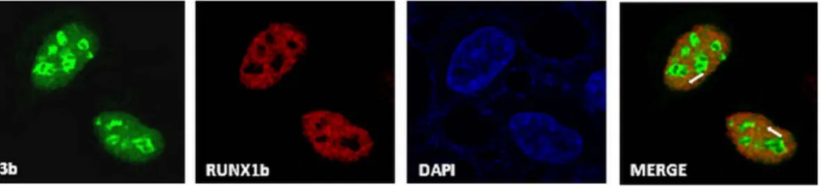 Figure 2. 3b partially co-localizes with RUNX1b in the nucleus. Cellular distribution of 3b and RUNX1b proteins were visualized by subjecting Flag-RUNX1b and HA-3b transfected HEK293 cells to immunofluorescence assay