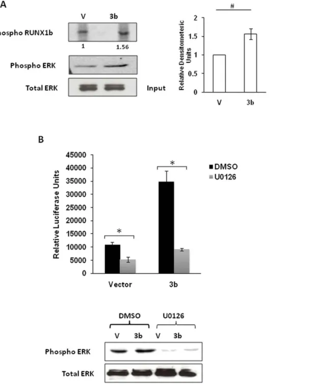Figure 5. 3b expression increases phosphorylated RUNX1b levels through ERK activation