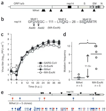 Figure 1  The nsp14 ExoN mutator virus in a virulent mouse-adapted  SARS-CoV isogenic background