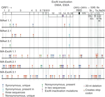 Figure 4  Mutation accumulation in infected SCID mice at 30 d p.i.  