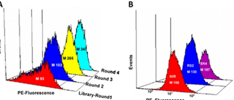 TABLE 1 Equilibrium dissociation constant values (K D s) of scAbs with RBD, as measured by SPR analysis Clone a k a (1/Ms) k d (1/s) K D (nM) Fold difference 80R 1.50 ⫻ 10 6 ⫾ 0.06 1.60 ⫻ 10 ⫺3 ⫾ 0.001 10.5 ⫾ 0.09 1 RS2 2.69 ⫻ 10 6 ⫾ 0.12 1.34 ⫻ 10 ⫺4 ⫾ 0.
