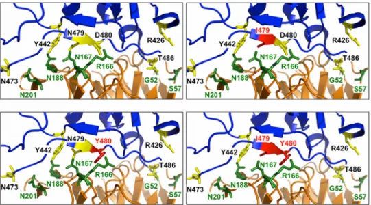 FIG 6 Effect of escape mutations on SK4. (Top left) SK4 interacts robustly with RBD via polar interactions involving N167, N188, and N201 of SK4 with N473, Y442, and N479 of the RBD