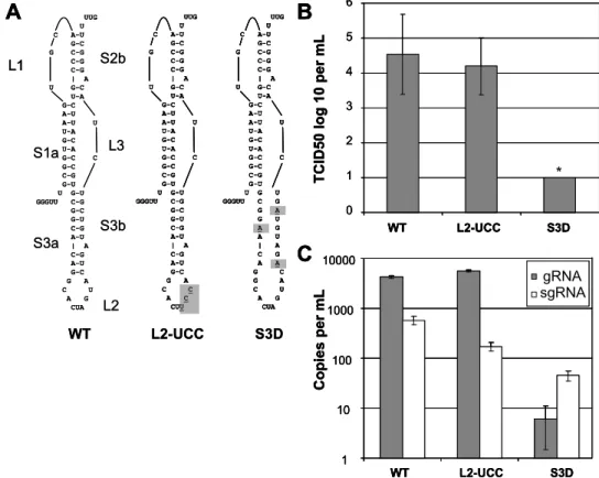 Figure 4. Mutations to stem 3 can affect virus infectivity and replication. (A) Schematic of  the wild-type SARS pseudoknot and viral mutants