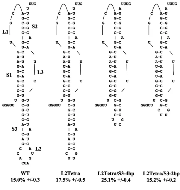 Figure 1. Removing stem 3 does not reduce programmed -1 ribosomal frameshifting   (-1 PRF) efficiency