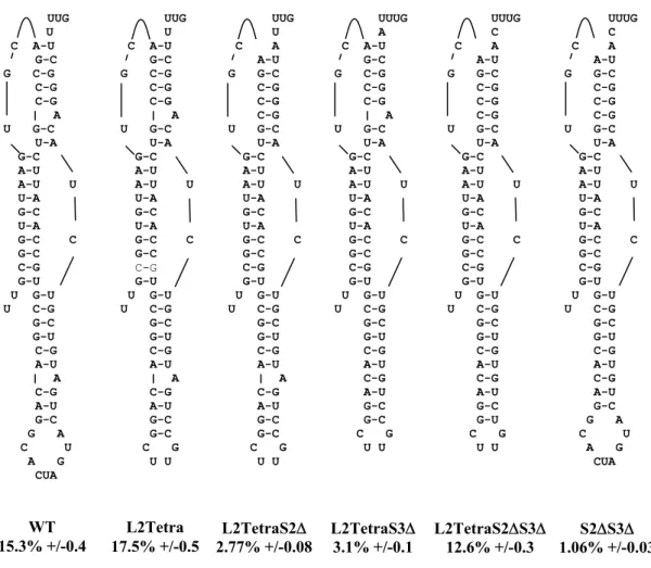 Figure 2. Stabilizing stem 3 with a tetraloop preserves -1 PRF efficiency. Site directed  mutagenesis was used to change loop2 of the wild-type SARS pseudoknot into tetraloop  (L2Tetra from Figure 1)