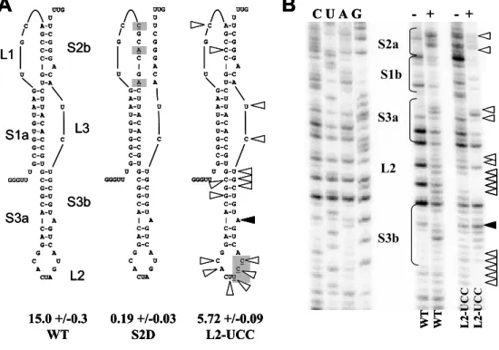 Figure 3. Mutations to stem 3 alter pseudoknot structure. (A) The sequence and structure  of the wild-type SARS coronavirus pseudoknot is shown on the left (WT)