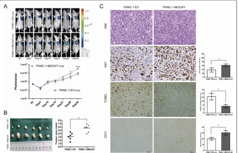 Figure 5 MUC4/Y contributed to increase tumor growth with rising proliferative activity and MVD and decreased apoptosis in vivo.of the PANC-1-MUC4/Y-Luc group and control groups (H&E staining, ×400 magnification)