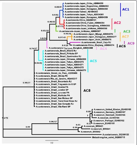 Figure 2 Bayesian tree with GenBank accession numbers of Angiostrongylus spp. using 360 bp of mitochondrial COI gene