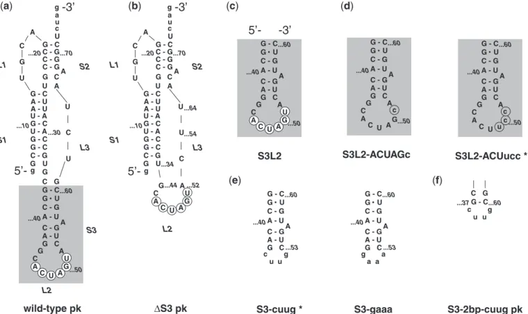 Figure 1. SARS constructs. (a) The three-stemmed wild-type SARS pseudoknot. Stems are labeled S1, S2 and S3 in the order that they occur 5 0 to 3 0 along the RNA