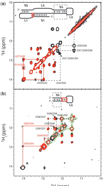 Figure 2. NMR secondary structure comparison of wild-type SARS-CoV pk, S3 pk, S3 and S3L2-ACUucc mutants