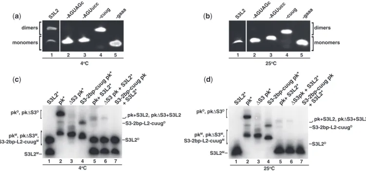 Figure 3. Detection of SARS RNA dimers. RNA transcripts (150 mM/each) were incubated at 37  C for 30 min in the presence of 200 mM KCl without MgCl 2 