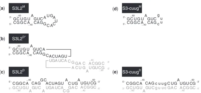 Figure 5. Schematic structures of SARS RNA dimers. (a) Stem–loop sequence and secondary structure for Stem 3 from SARS-CoV (S3L2 M ).