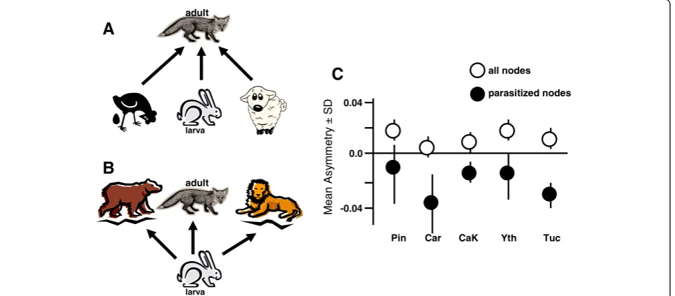 Figure 1 Illustrations of A - negative asymmetry, and B – positive asymmetry at predator–prey nodes