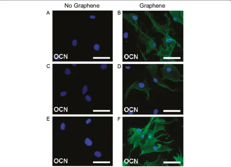 Figure 2 Immunostaining of MSCs seeded for 15 days in osteogenic differentiation medium on different substrates.(C,D)(A)cells are positive for OCN, indicating osteogenic differentiation
