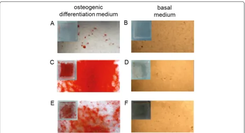 Figure 3 Alizarin Red staining of MSCs seeded on PDMS, graphene, and GO substrates. A higher amount of Alizarin Red, which is anindicator of osteogenic differentiation, is found in MSCs cultured on graphene (C) for 12 days in osteogenic differentiation med
