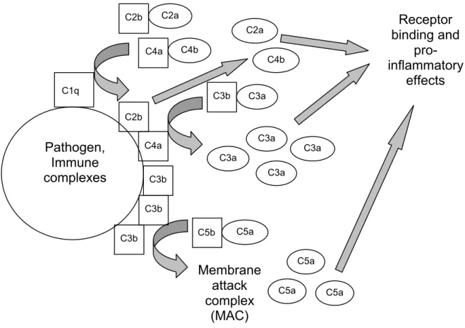 Figure 1.1. A brief overview of the classical pathway of complement.