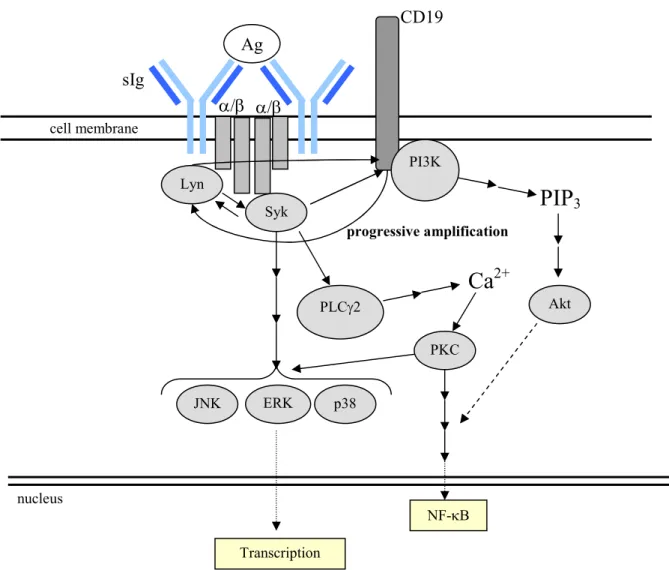 Figure 1.2. A simplified schematic depicting signaling through the BCR.