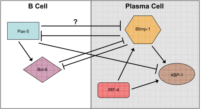Figure 1.3. Interactions of transcriptional regulators controlling PC differentiation.