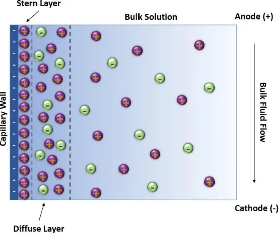 Figure 1.2: Diagram of the electric double layer formed at the wall of the capillary. An ionic  layer forms at the inner wall of the capillary