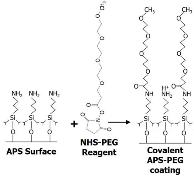 Figure 1.7: Reaction scheme for applying PEG reagents to microfluidic CE-ESI devices. The  APS coating is first applied in the gas phase