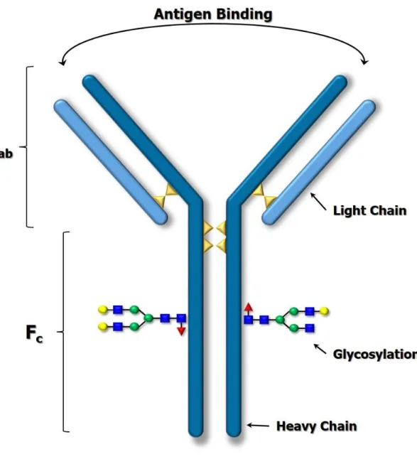 Figure 1.9: Diagram of an IgG mAb. The structure consists of two identical LCs and HCs  covalently bound together through disulfide linkages (yellow triangles)