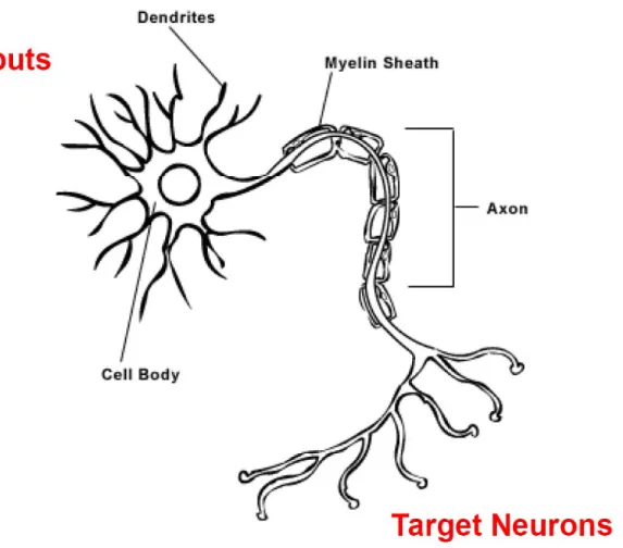 Figure 1.1  A schematic of a unipolar neuron depicting the major structures associated with  this cell type