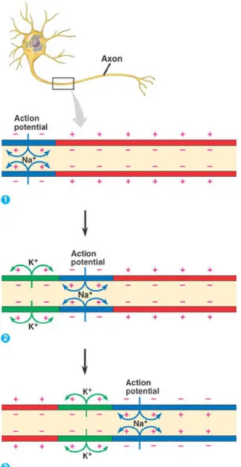 Figure 1.2  The action potential propagating down an axon. 1)  Voltage gated channels  open allowing Na +  to flow in along its concentration gradient