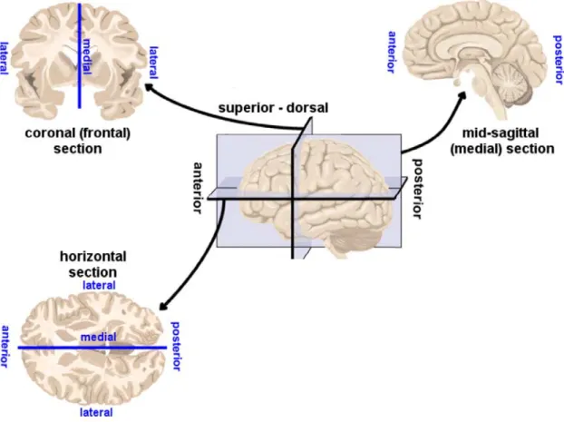 Figure 1.3  Slicing planes used in the section of the human brain.  Center: The three  dimensional brain showing the section planes