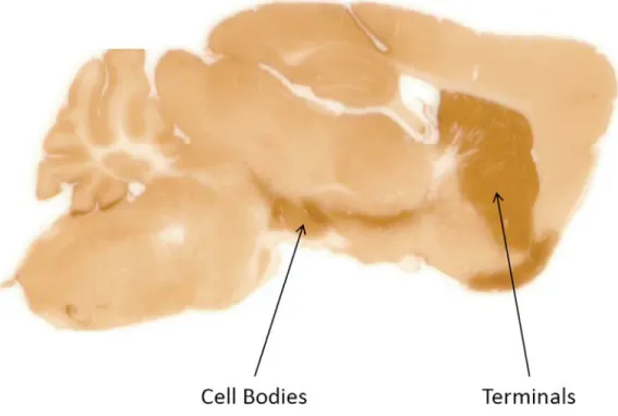 Figure 1.4  A sagittal section of the mouse brain.  This section has been stained with  immunoperoxidase to visualize the dopamine transporter (DAT)