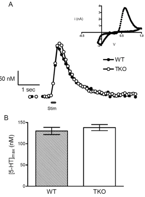 Figure 3.1  5-HT release in coronal brain slices containing the SNr of WT and TKO mice  evoked by a 20 pulse 100 Hz train (black line)